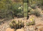 Desert Museum variety of cacti